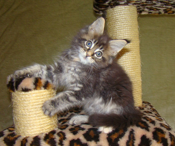     Catsvill County!   !    !       !!!    Catsvill County +7-926-544-74-09     .   ,   ,   ,    ,   ,  ,     ,   -,    ,   !